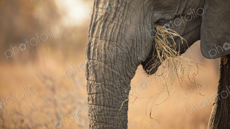 Stock image 80416