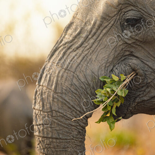 Stock image 80417 Stock image 80417