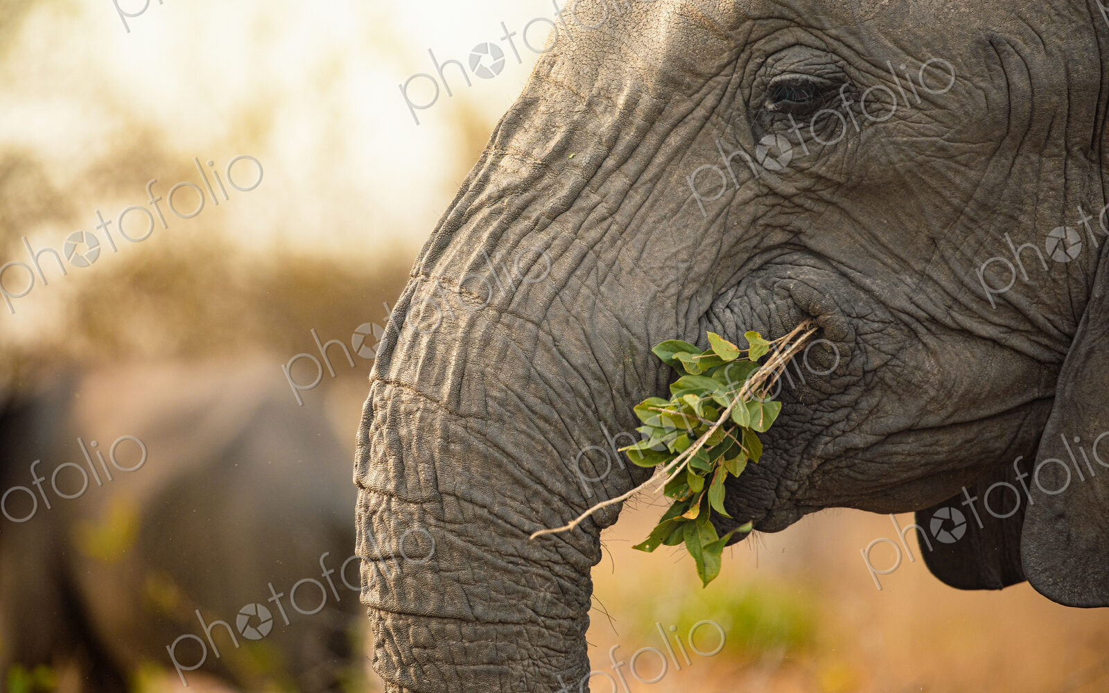 Stock image 80417