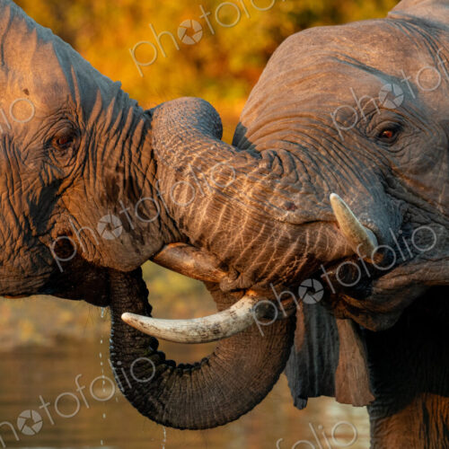 Stock image 80418 Stock image 80418