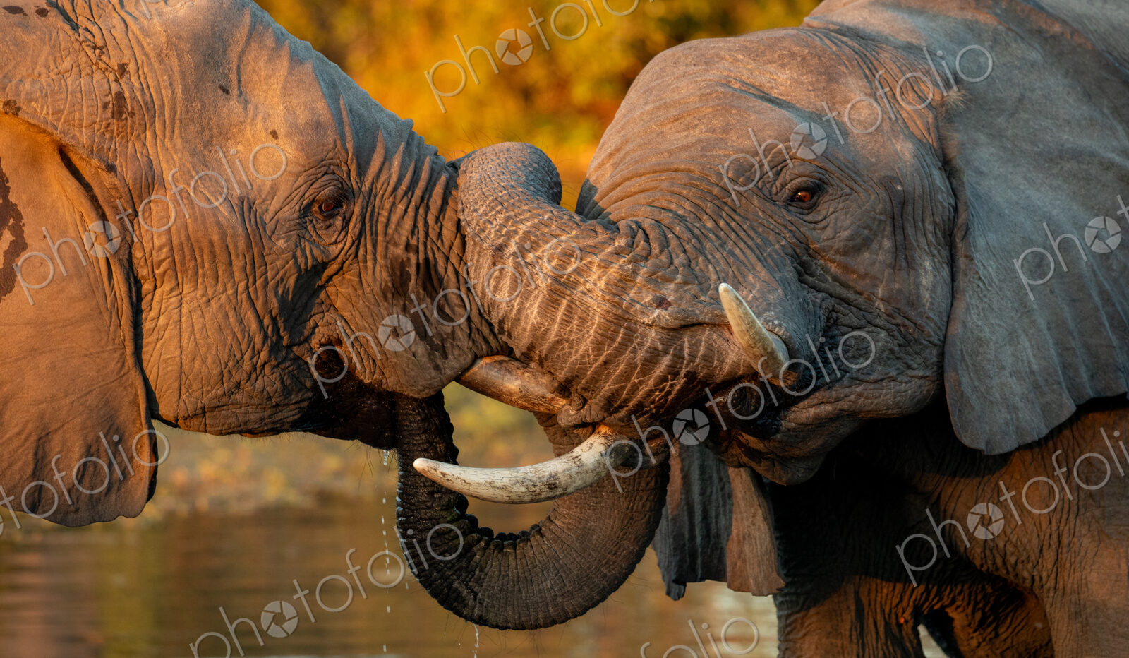 Stock image 80418