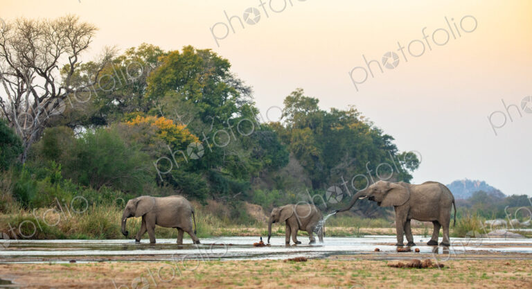 Stock image 80419