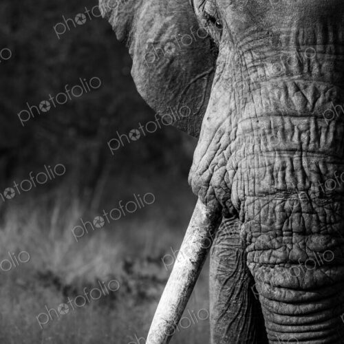Stock image 80423 Stock image 80423