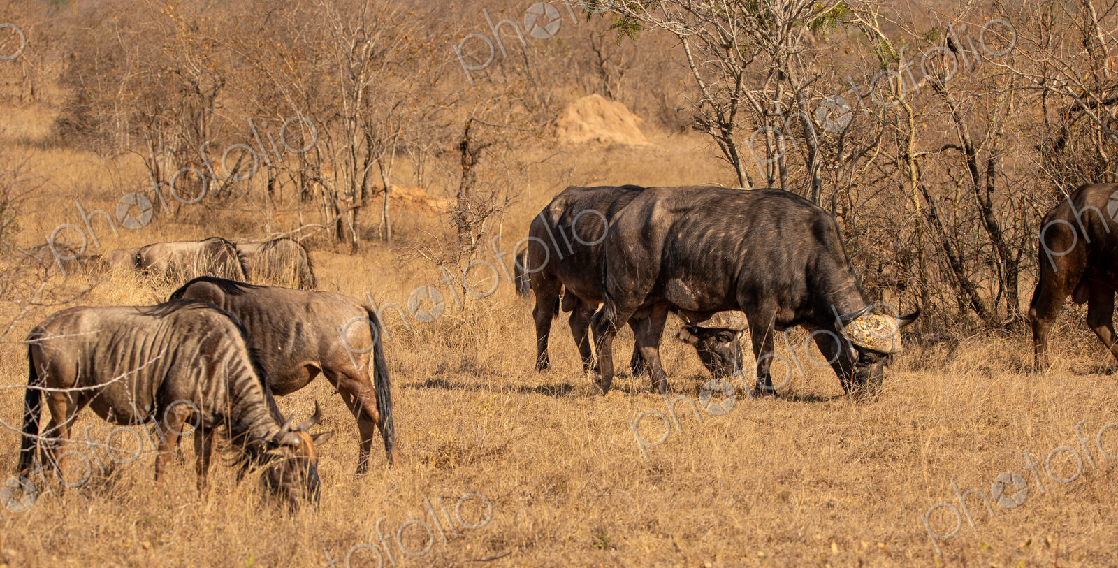 Stock image 80425