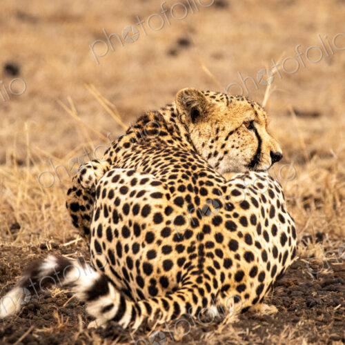 Stock image 80427 Stock image 80427