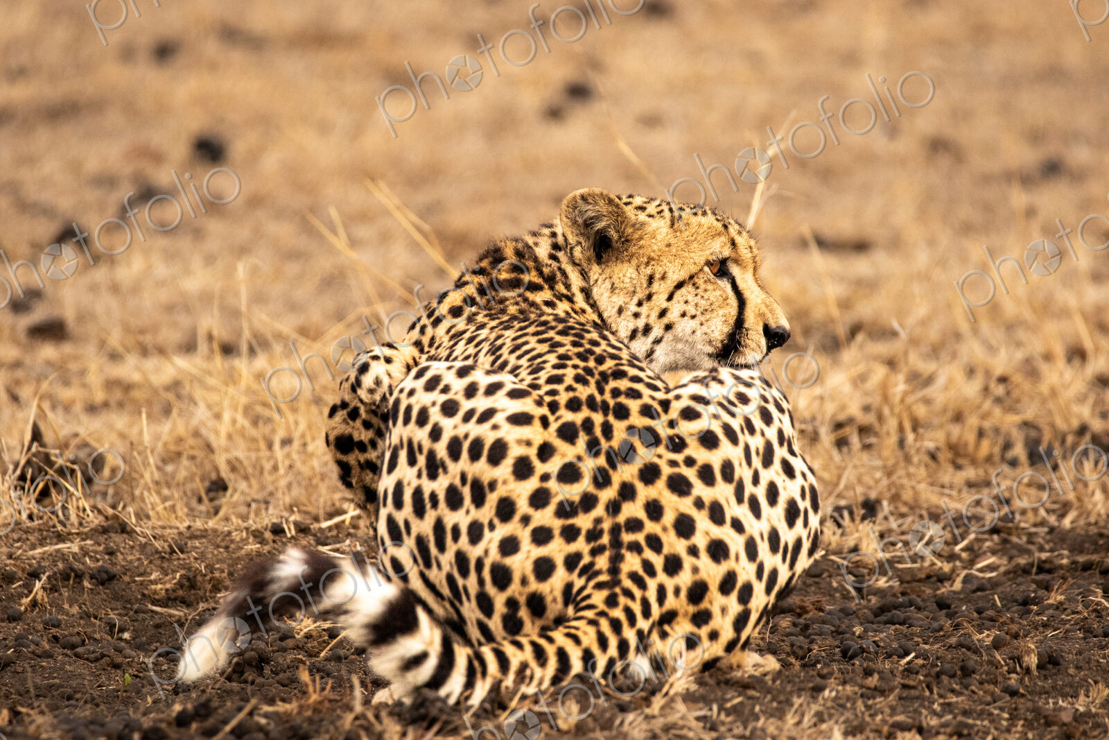 Stock image 80427
