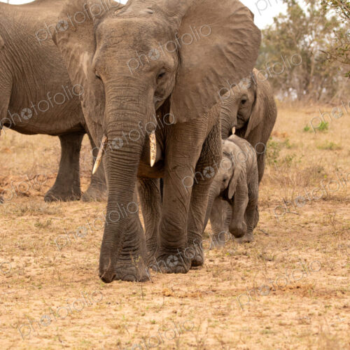 Stock image 80431 Stock image 80431