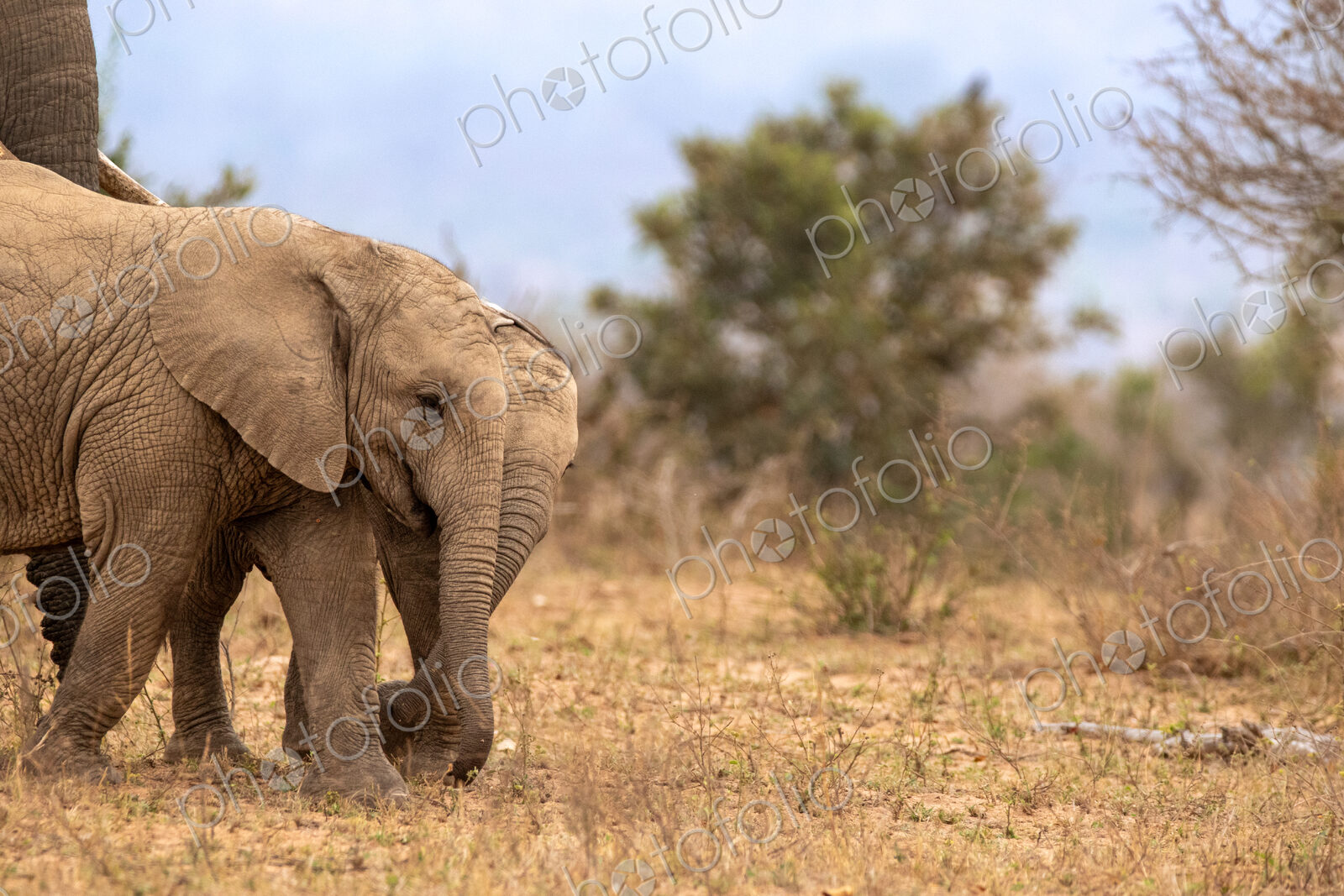 Stock image 80433