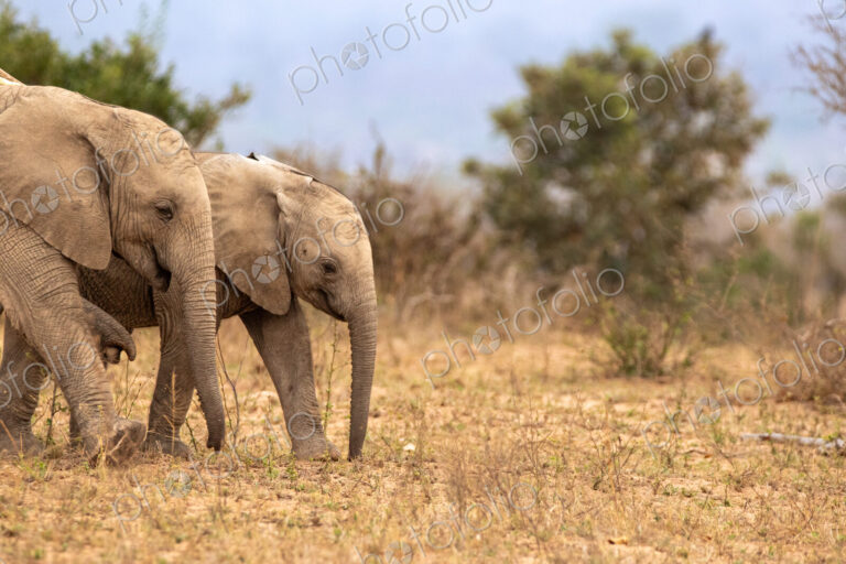 Stock image 80434