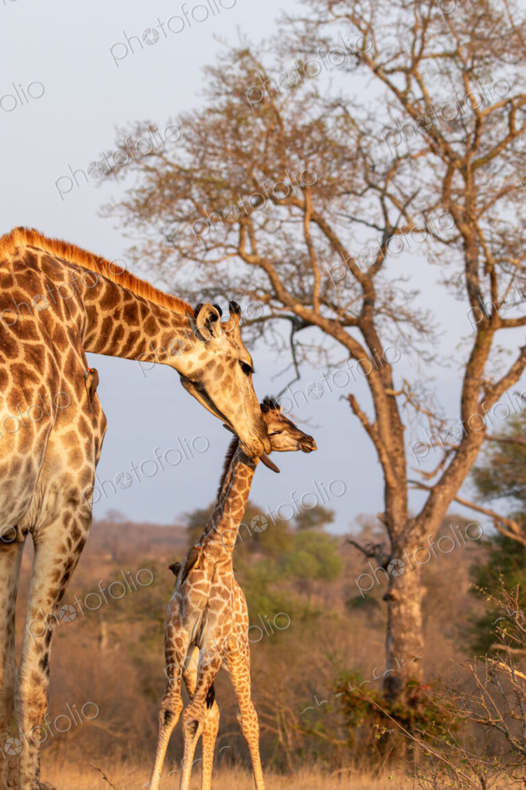 Stock image 80438