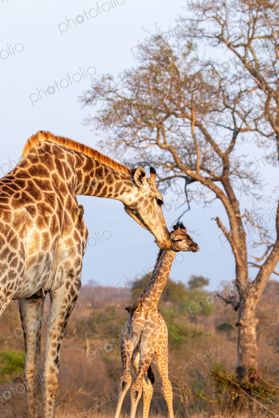 Stock image 80439