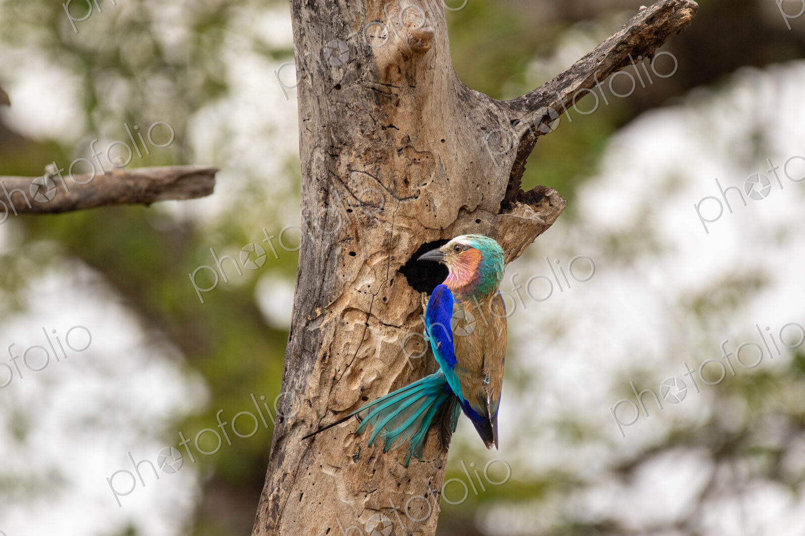 Stock image 80445