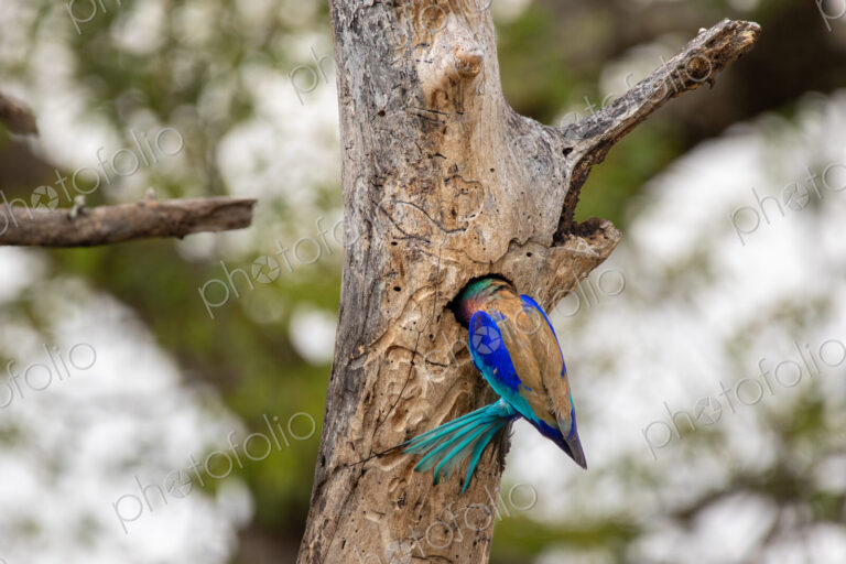 Stock image 80446