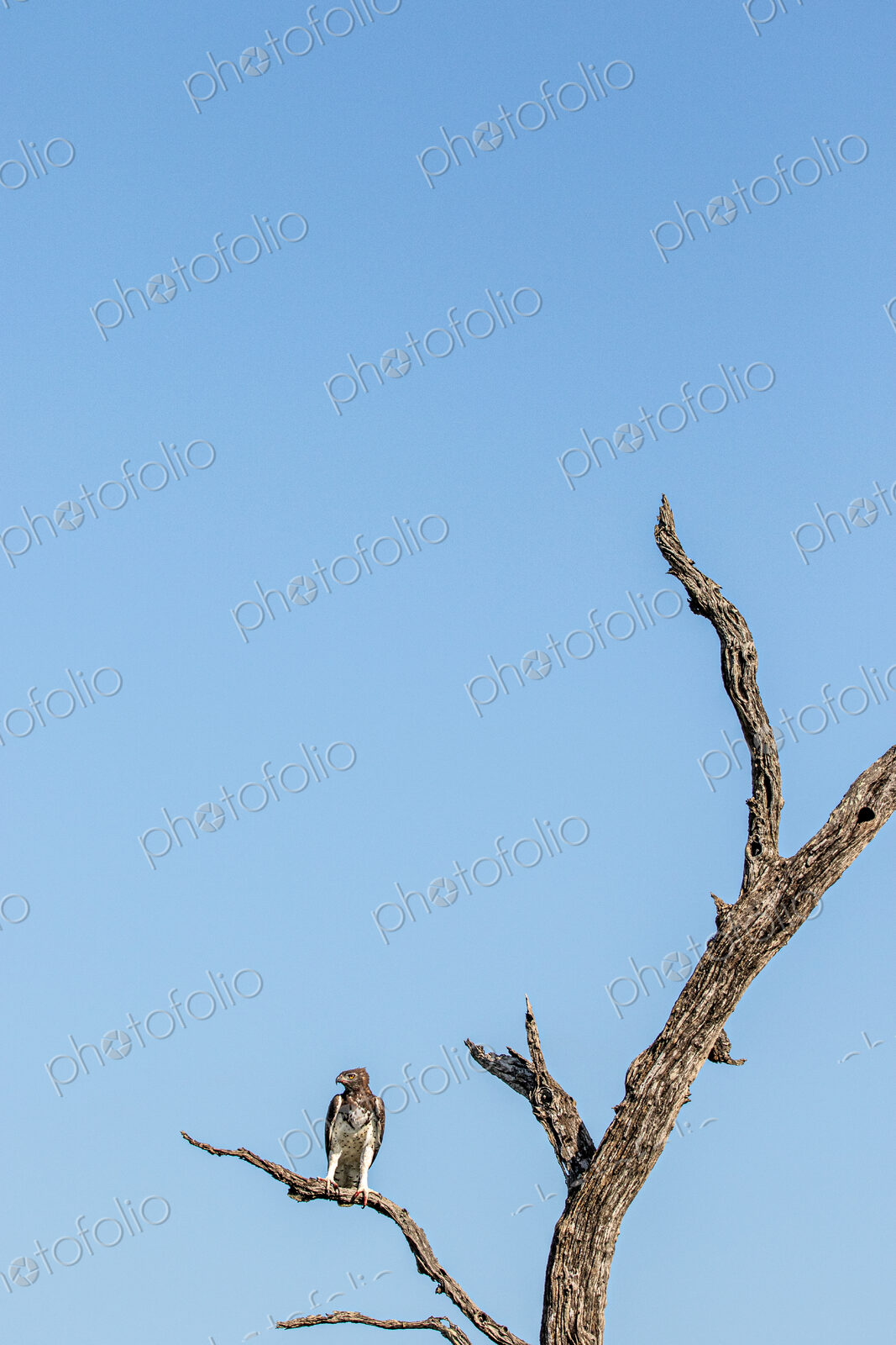 Stock image 80451