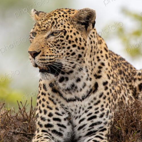 Stock image 80453 Stock image 80453