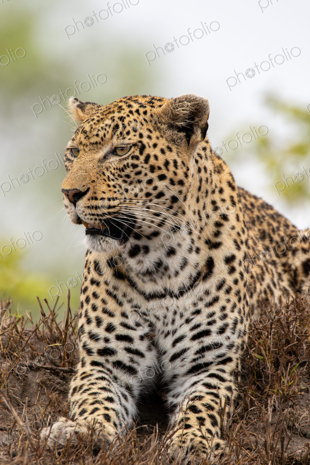 Stock image 80453