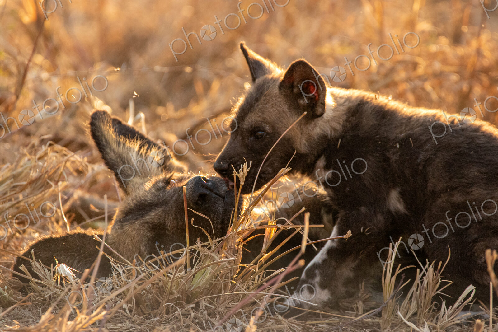 Stock image 80454