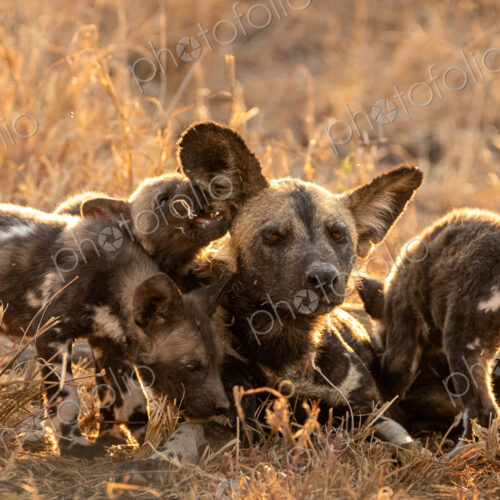 Stock image 80456 Stock image 80456