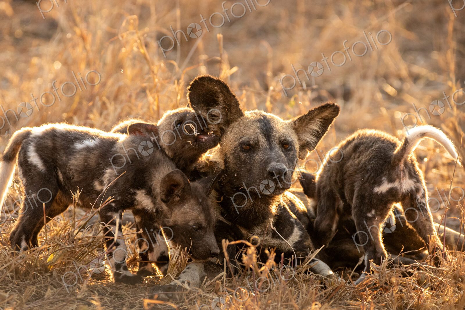 Stock image 80456