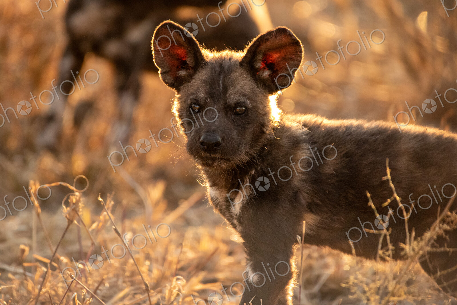 Stock image 80459