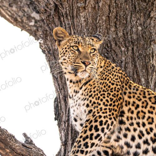 Stock image 80460 Stock image 80460