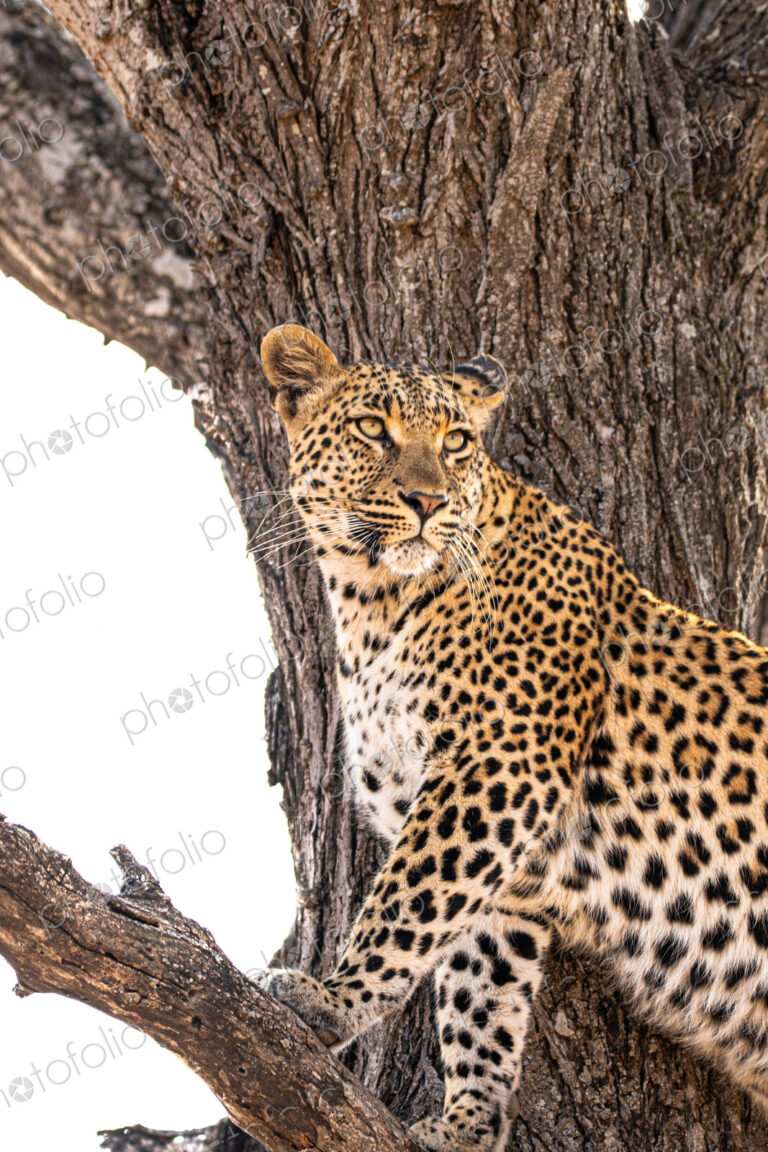 Stock image 80460