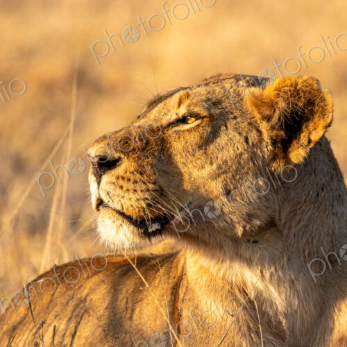 Stock image 80462 Stock image 80462