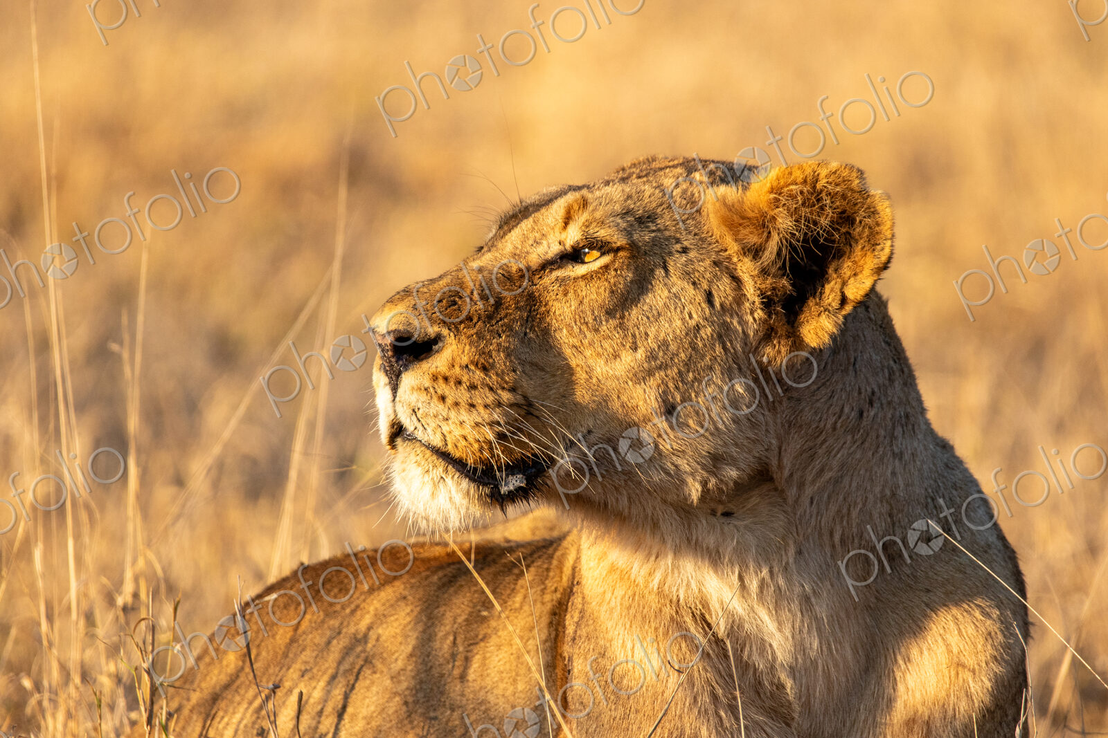 Stock image 80462