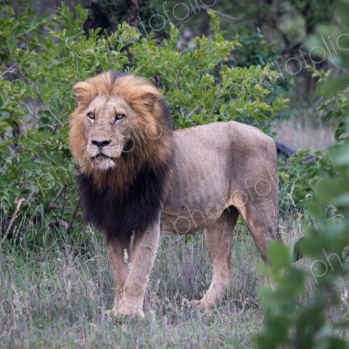 Stock image 80463 Stock image 80463