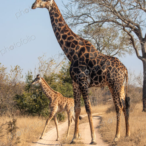 Stock image 80472