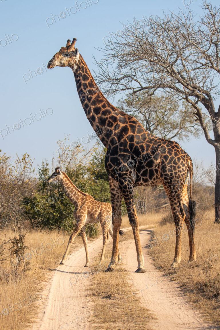 Stock image 80472