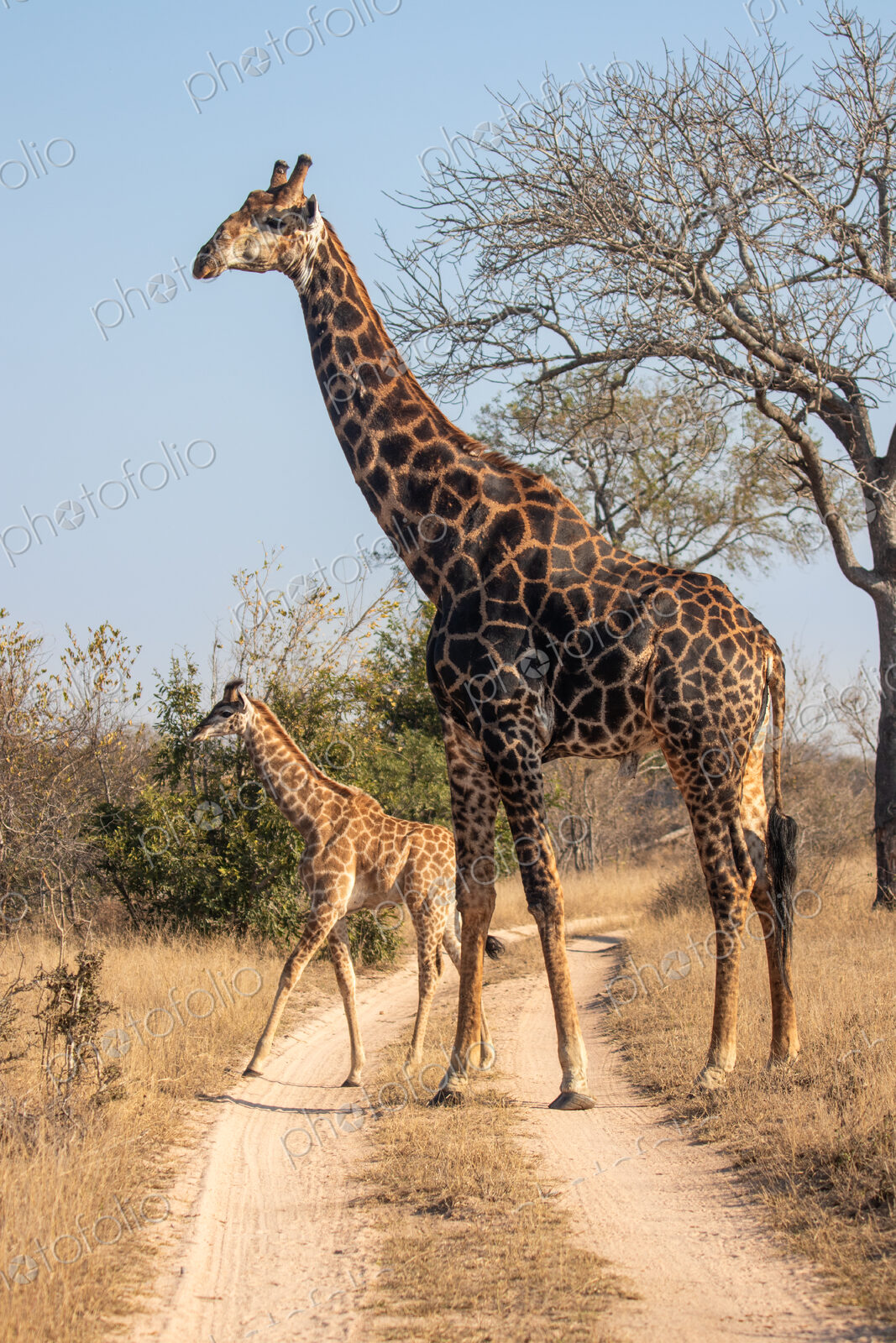 Stock image 80472