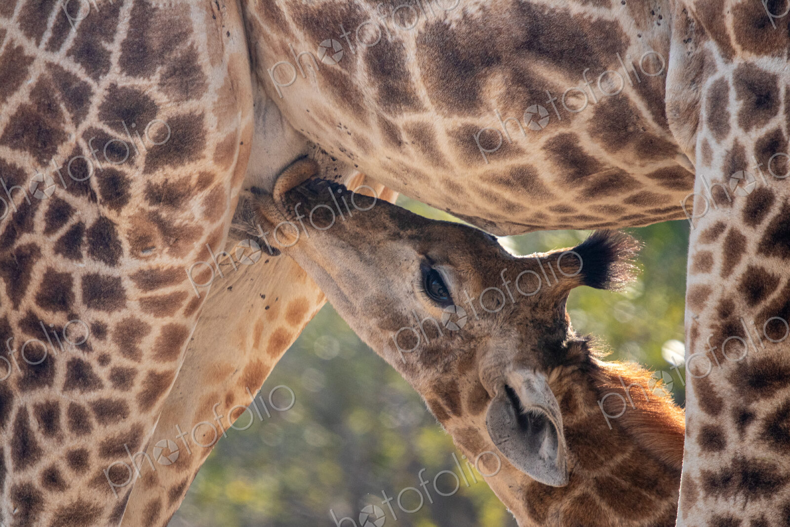 Stock image 80473