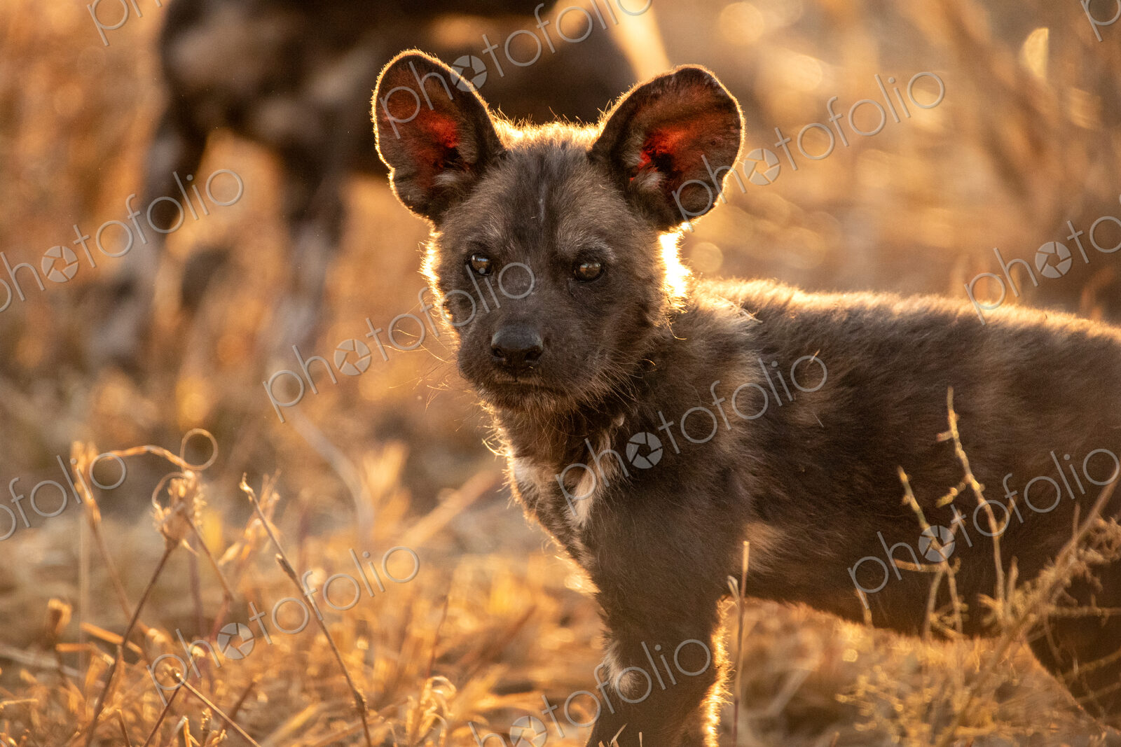 Stock image 80478