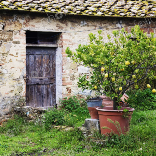 Stone Barn and Lemon Tree Stone Barn and Lemon Tree