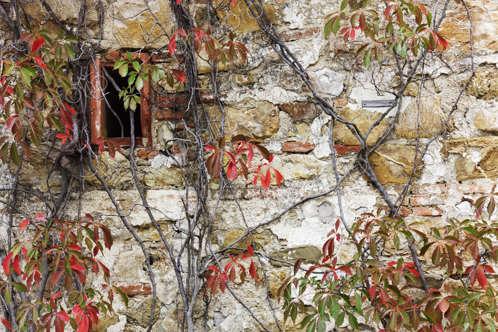 Stone Cottage and Virginia Creeper in Fall Color