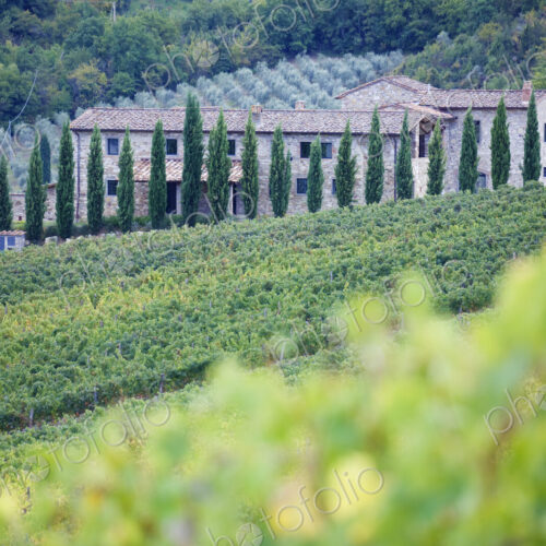 Stone Farmhouse and Vineyard Stone Farmhouse and Vineyard