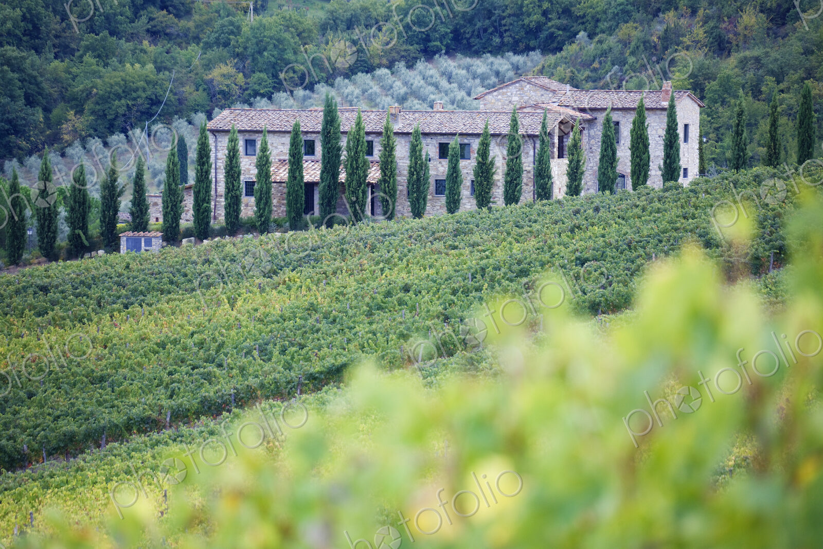 Stone Farmhouse and Vineyard
