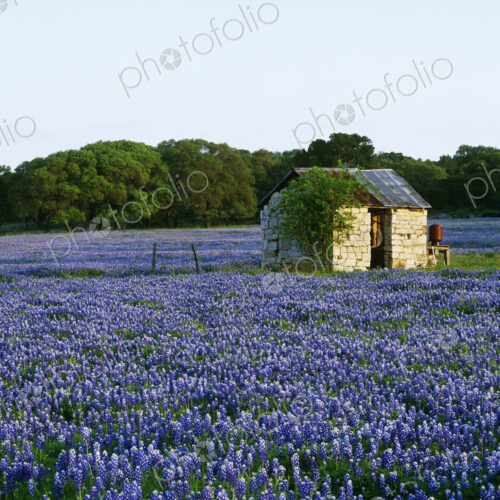 Stone Shed in Field of Bluebonnets Stone Shed in Field of Bluebonnets