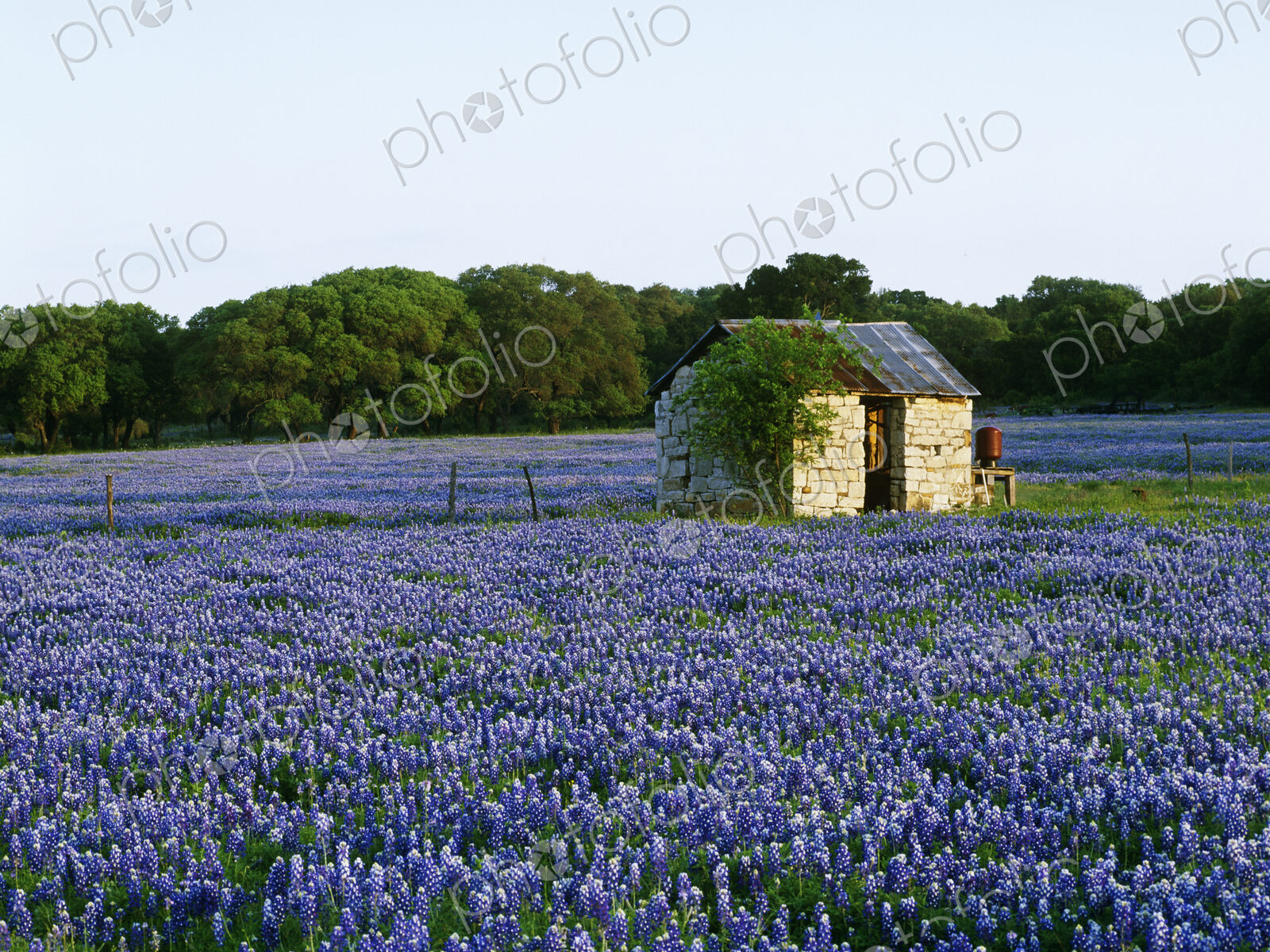 Stone Shed in Field of Bluebonnets