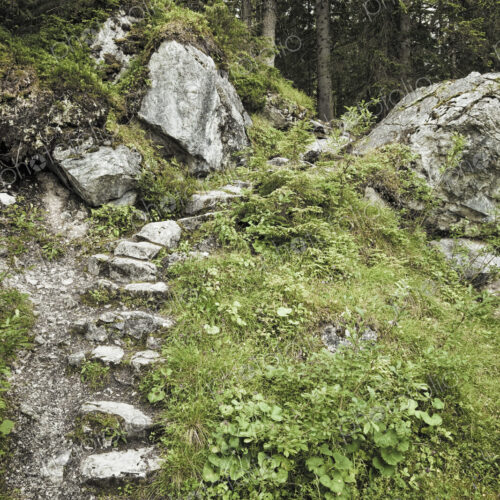 Stone Steps on Forest Path