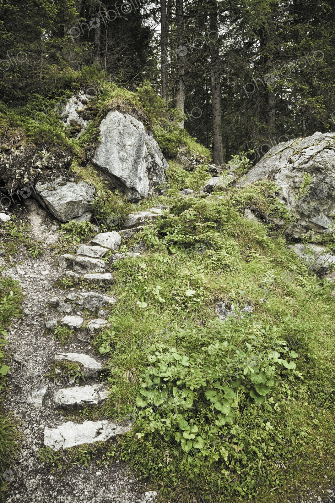 Stone Steps on Forest Path