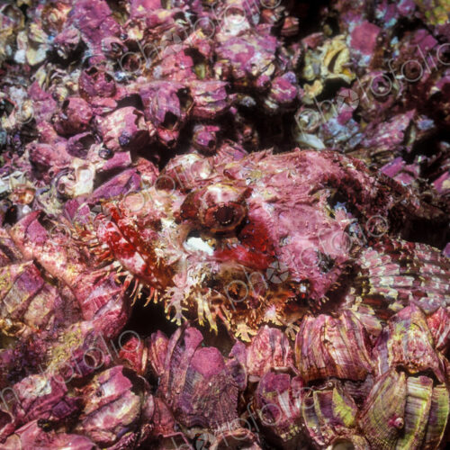 Stone scorpionfish, Scorpaena plumieri, on the seabed, camouflaged against the… Stone scorpionfish, Scorpaena plumieri, on the seabed, camouflaged against the…