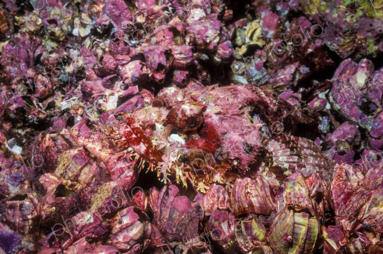 Stone scorpionfish, Scorpaena plumieri, on the seabed, camouflaged against the…