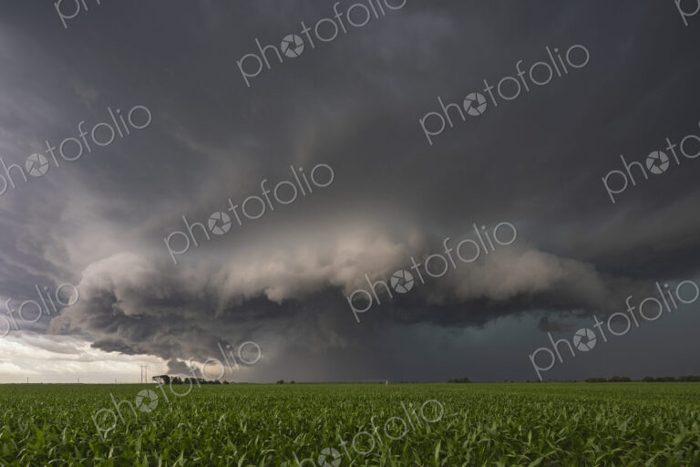 Storm cloud structure in the sky over a corn field with a green crop, billowing white…