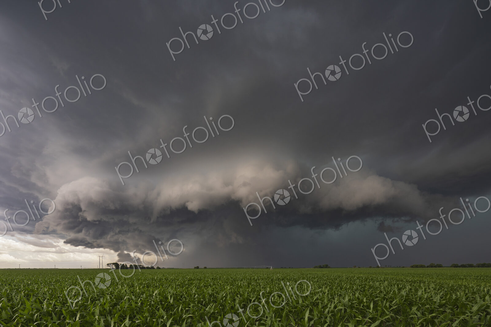 Storm cloud structure in the sky over a corn field with a green crop, billowing white…