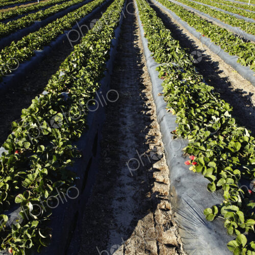 Strawberries Ready For Harvesting Strawberries Ready For Harvesting