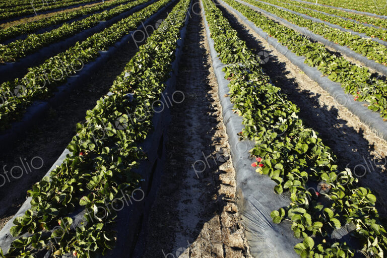 Strawberries Ready For Harvesting