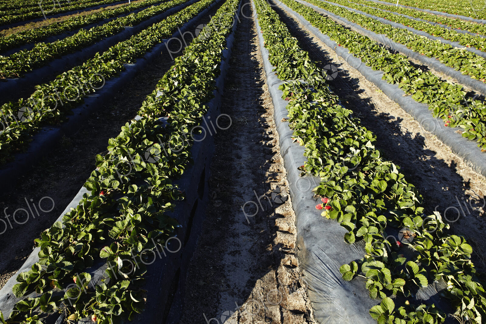 Strawberries Ready For Harvesting