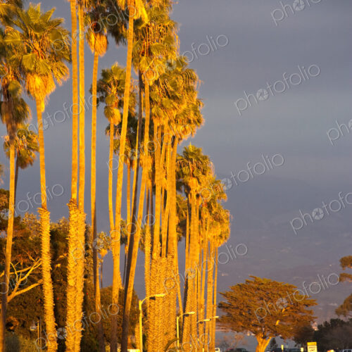 Street at Sunset with Palm Trees Street at Sunset with Palm Trees